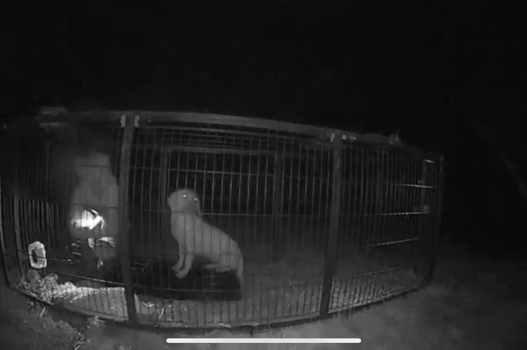 A stray dog lost in the Powys countryside has finally been saved