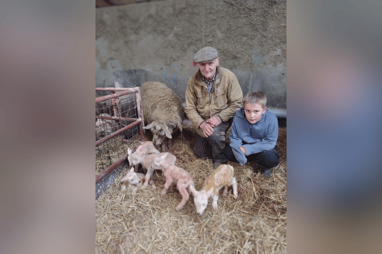 A former county councillor for Powys is celebrating the birth of five healthy lambs, which is a one-in-a-million chance.