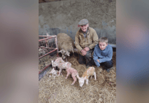 Farmer celebrates birth of five healthy lambs
