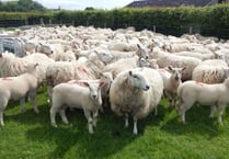 Welsh sheep farms wanted for genetics project