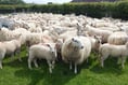 Welsh sheep farms wanted for genetics project