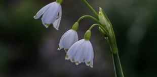 Video: 'Picture This' photography group - spring photos!