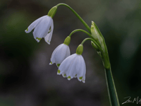 Video: 'Picture This' photography group - spring photos!