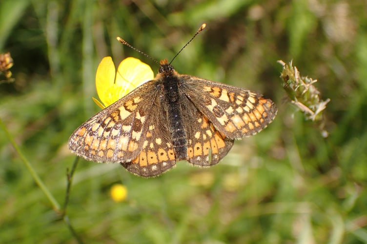 Marsh Fritillary