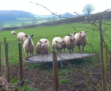 Sheep