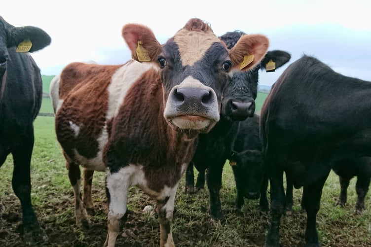 Cow