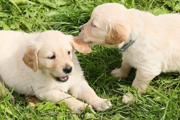 Dogs