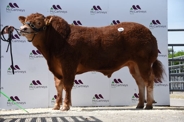 Woodmarsh Tycoon was the top priced bull