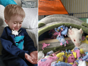 Real-life Stuart Little finds new home thanks to RSPCA