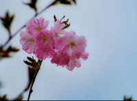 Video: Picture This - Plants in Brecon & Radnorshire