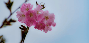 Video: Picture This - Plants in Brecon & Radnorshire