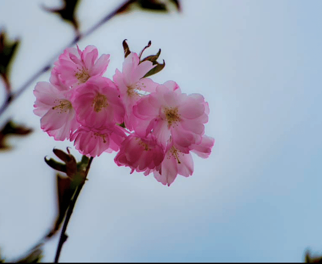 Video: Picture This - Plants in Brecon & Radnorshire