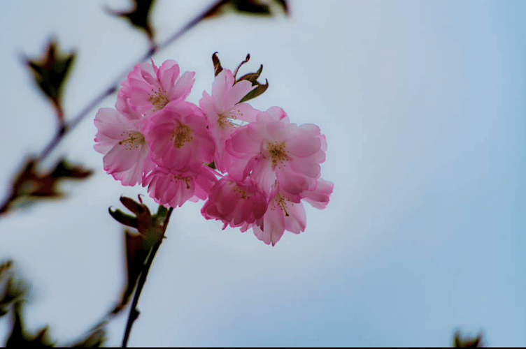 Flower Picture this