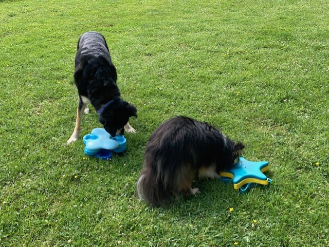dogs playing