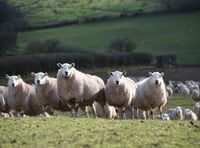 Targeted worm treatment proves effective 