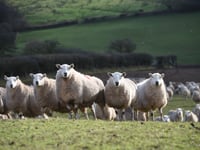 Targeted worm treatment proves effective 