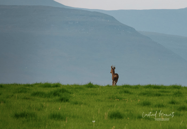 Captured Moments Photography