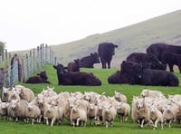 EU shortfall boosts UK meat exports