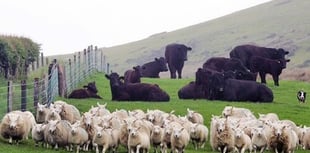 EU shortfall boosts UK meat exports