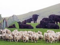 EU shortfall boosts UK meat exports