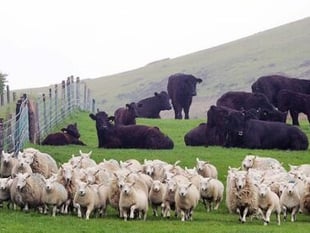 EU shortfall boosts UK meat exports