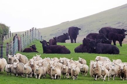 Ref Barry Alston-Photo Arvid Parry Jones. ( Pic 6 )
Islwyn & Eifiona Owen Cefnbodig farm, Llanycil, Bala, Gwynedd. Pedigree Welsh Black cattle with spring born calves, and Cheviot X Welsh with Texel lambs.
