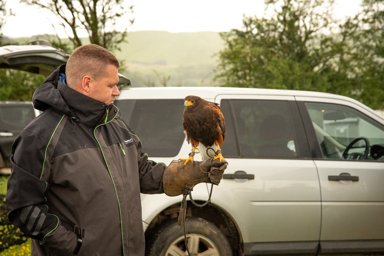 Falconry