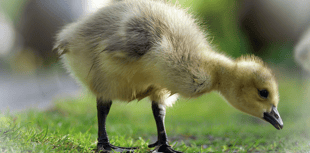 Video: Picture This - Close-up images!