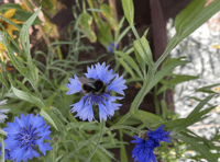 Video: Picture This - In my garden