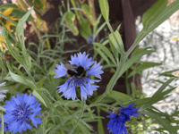 Video: Picture This - In my garden