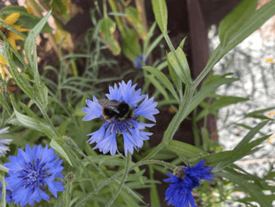 Video: Picture This - In my garden