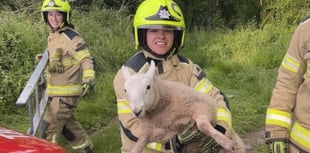 Brecon firefighters save trapped lamb