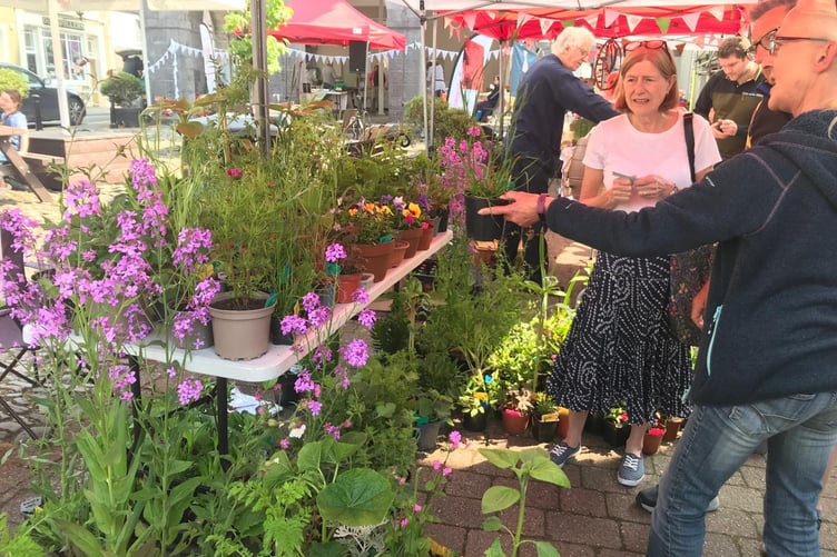 Plants at Llandovery Farmers Market