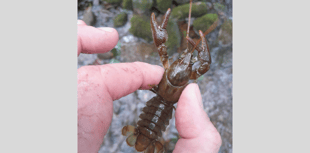 NRW warns of potential spread of Crayfish Plague in Wye catchment