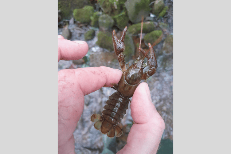 Crayfish