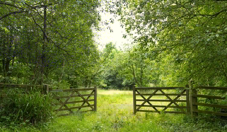 Nantywylan Wood