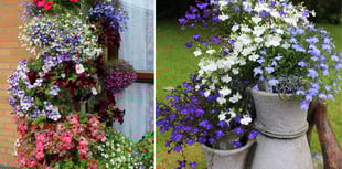 Llandovery Farmers' Market to host garden competition awards