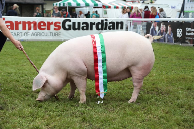 Supreme Champion Pig - Welsh - Clowen Model 42 - Julian Collings