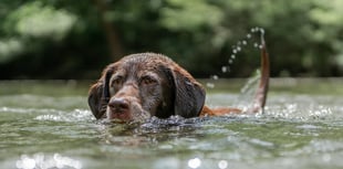 RSPCA issue top pet advice as temperatures set to soar this week
