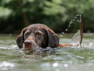 RSPCA issue top pet advice as temperatures set to soar this week