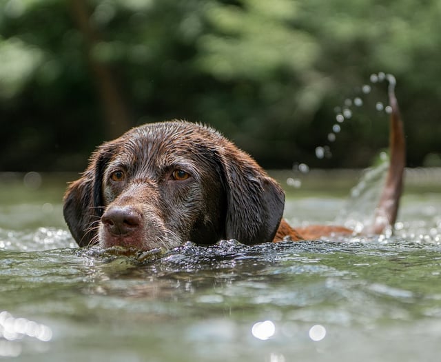 RSPCA issue top pet advice as temperatures set to soar this week