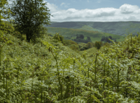 Non-profit seeks funds for habitat project near Llanbister