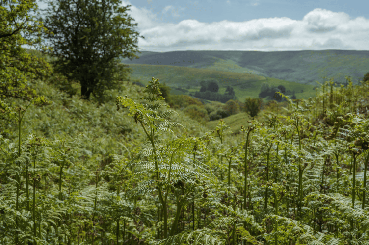 Bracken Gorge