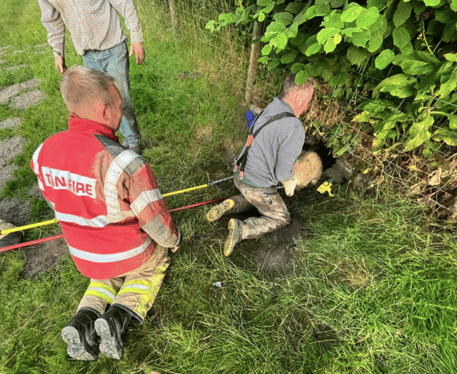 Firefighters rescue three lambs stuck in culvert