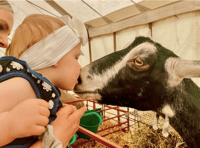 VIDEO: Record turnout at Brecon County Show 2024