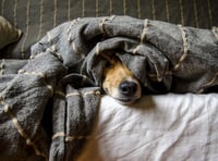 Calls for RSPCA to be given statutory powers to prevent animal cruelty