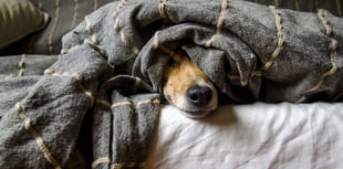 Calls for RSPCA to be given statutory powers to prevent animal cruelty