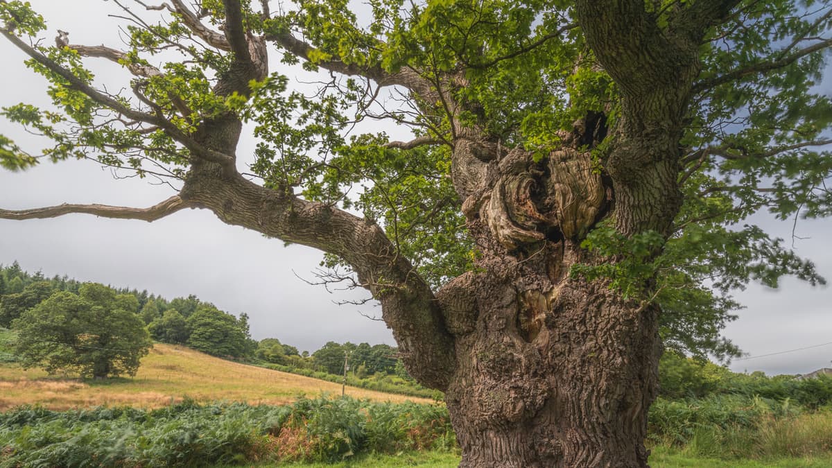 Ancient oak represents Wales in UK Tree of the Year contest | brecon ...