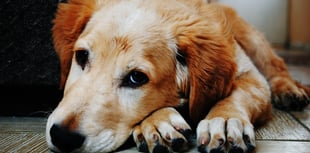 Dog cruelty on the rise in Powys