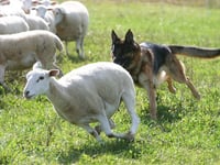 Dog attacks on livestock rise in Wales